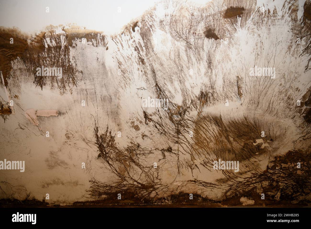 La muffa cresce all'esterno di un muro del bagno. Ciò è stato causato da una perdita di tubo. Il muro era coperto da un armadio a muro che oscurava i danni Foto Stock