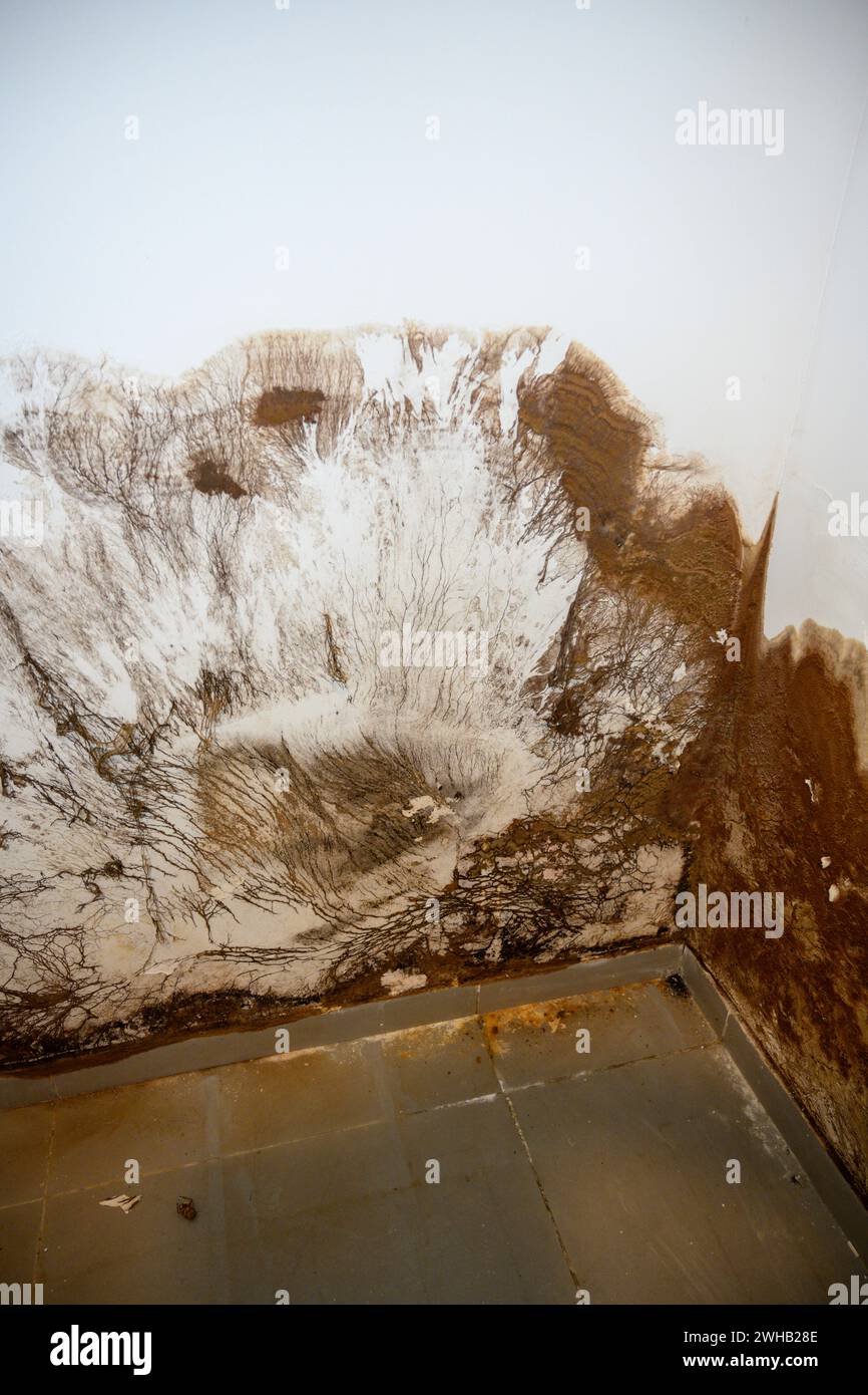 La muffa cresce all'esterno di un muro del bagno. Ciò è stato causato da una perdita di tubo. Il muro era coperto da un armadio a muro che oscurava i danni Foto Stock