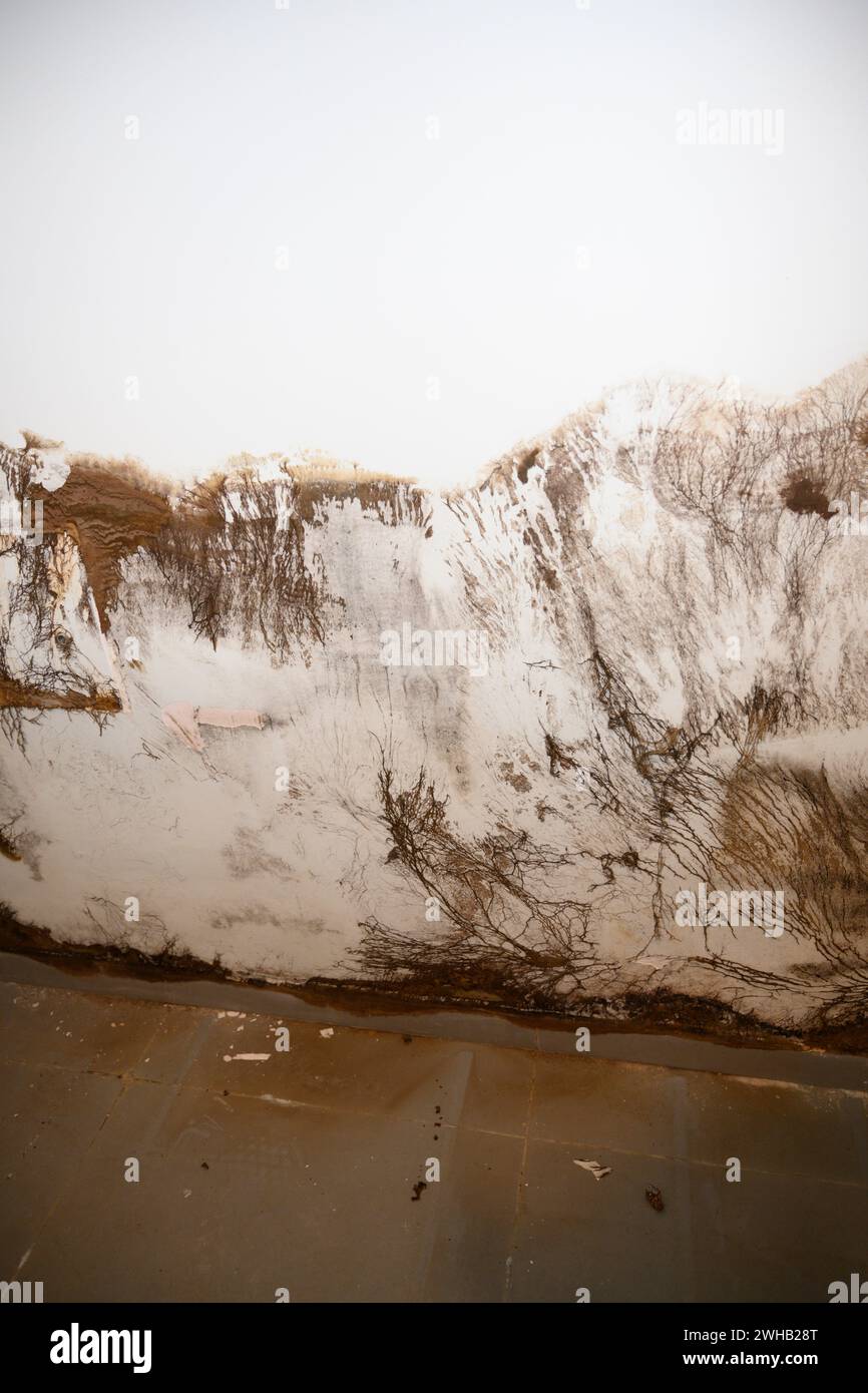 La muffa cresce all'esterno di un muro del bagno. Ciò è stato causato da una perdita di tubo. Il muro era coperto da un armadio a muro che oscurava i danni Foto Stock