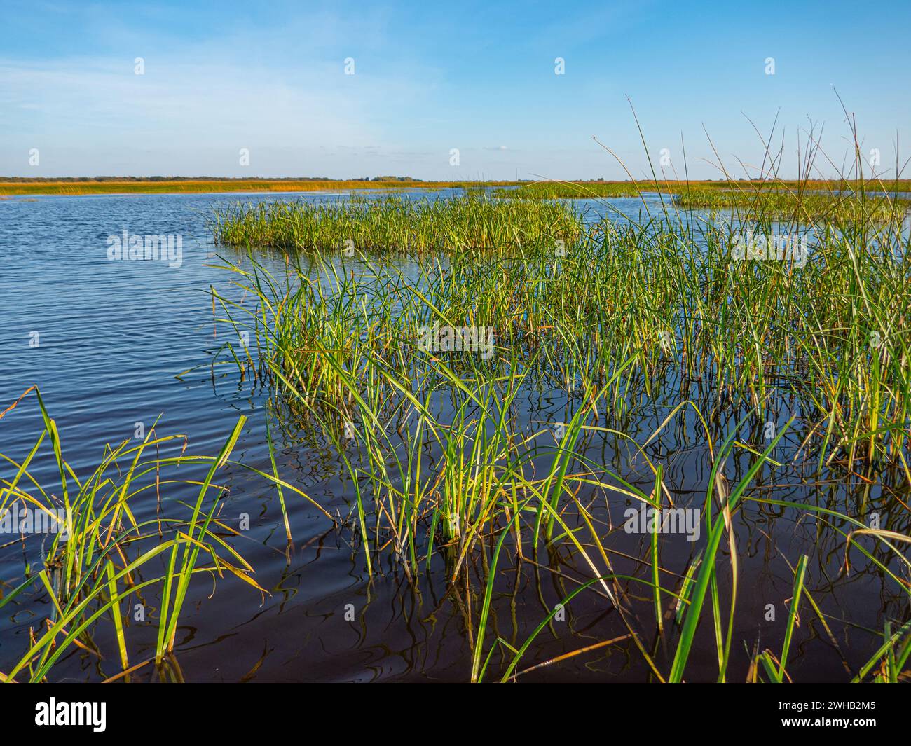 Paludi del lago, piante idrofitiche. La baia poco profonda del lago Ilmen è ricoperta di bave non ramificata (Sparganium simplex) Foto Stock