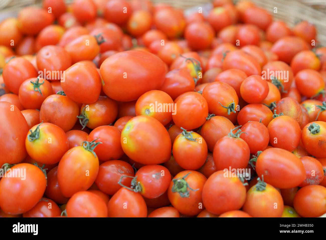 Un primo piano di una grande pila di pomodori maturi di colore rosso brillante, con particolare attenzione alla loro qualità fresca e succosa e ai colori vivaci, pronti per l'uso culinario Foto Stock