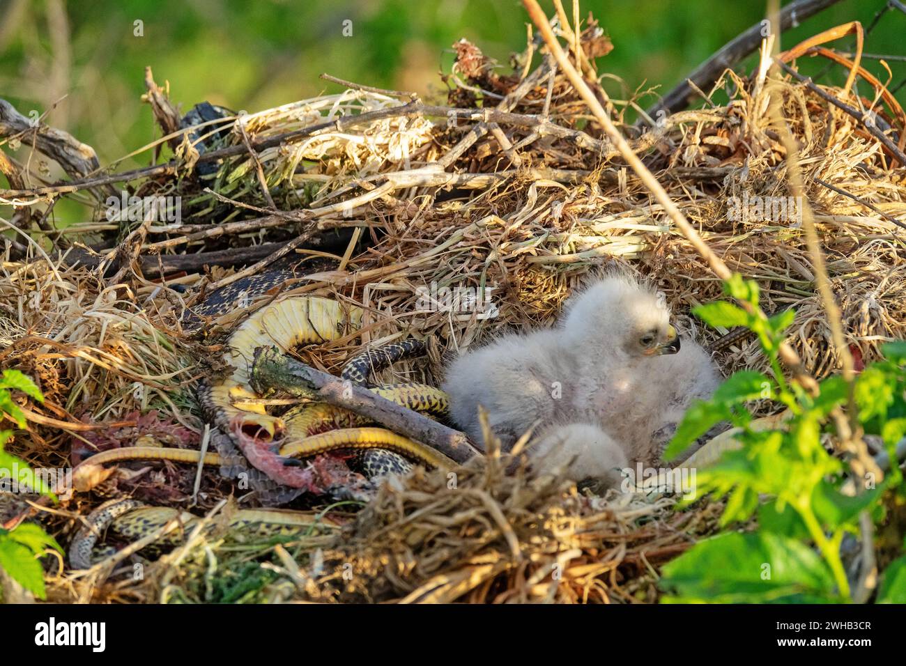 I nidi di buzzard a gambe lunghe (Buteo rufinus) risalgono a 5 giorni fa, gli occhi degli anziani sono aperti. I genitori hanno portato il serpente balcanico (Coluber jugularis) come cibo, mangiano Foto Stock