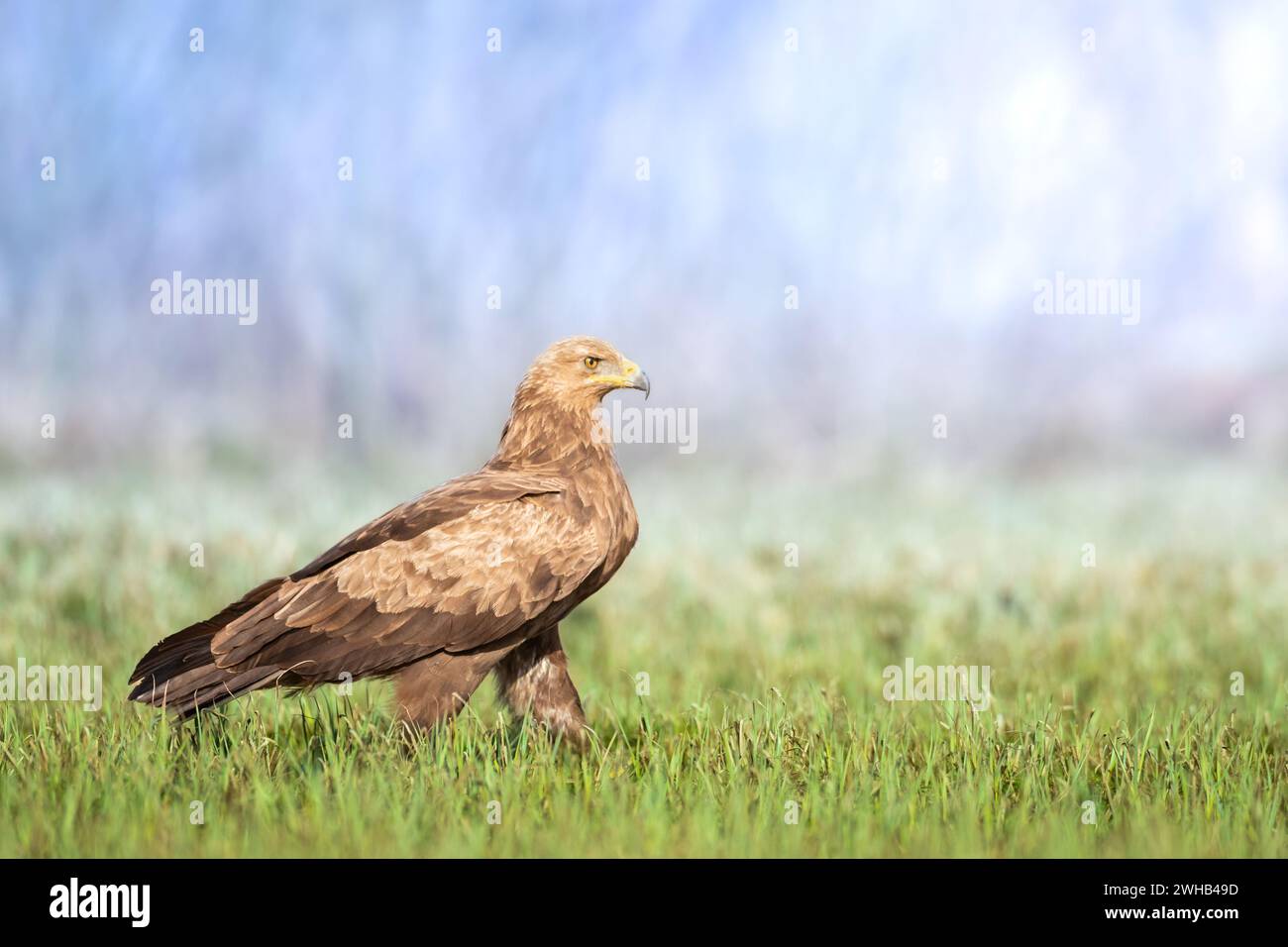 Uccelli rapaci - piccolo avvistato Aquila pomarina , tempo di caccia, uccello volante Polonia Europa Foto Stock