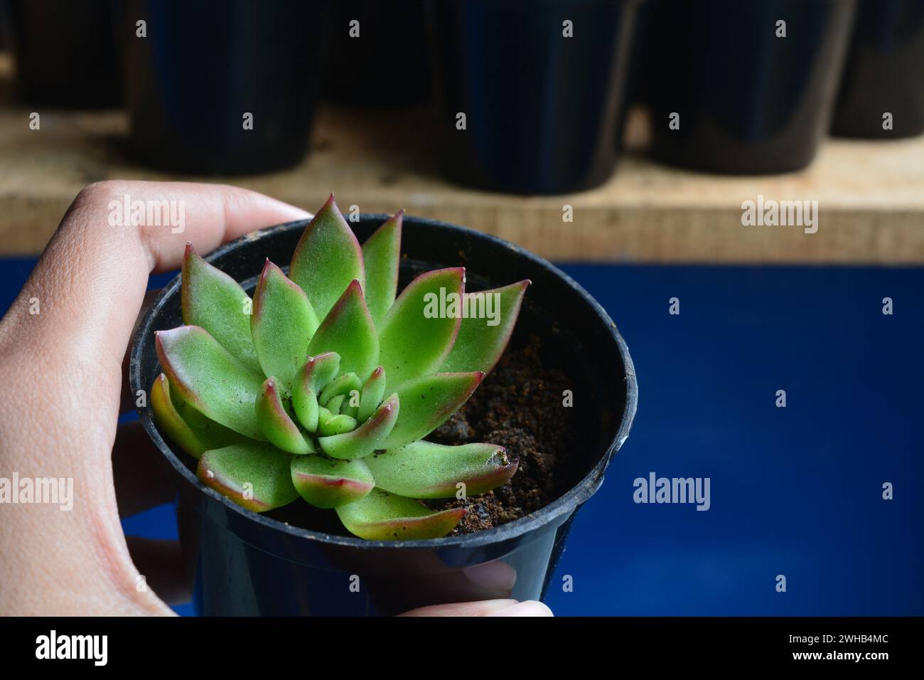 Le piante succulente hanno una forma miniaturizzata. Le foglie spesse contengono molta acqua. Questa pianta è di solito piantata in piccoli vasi per essere utilizzata come orname Foto Stock