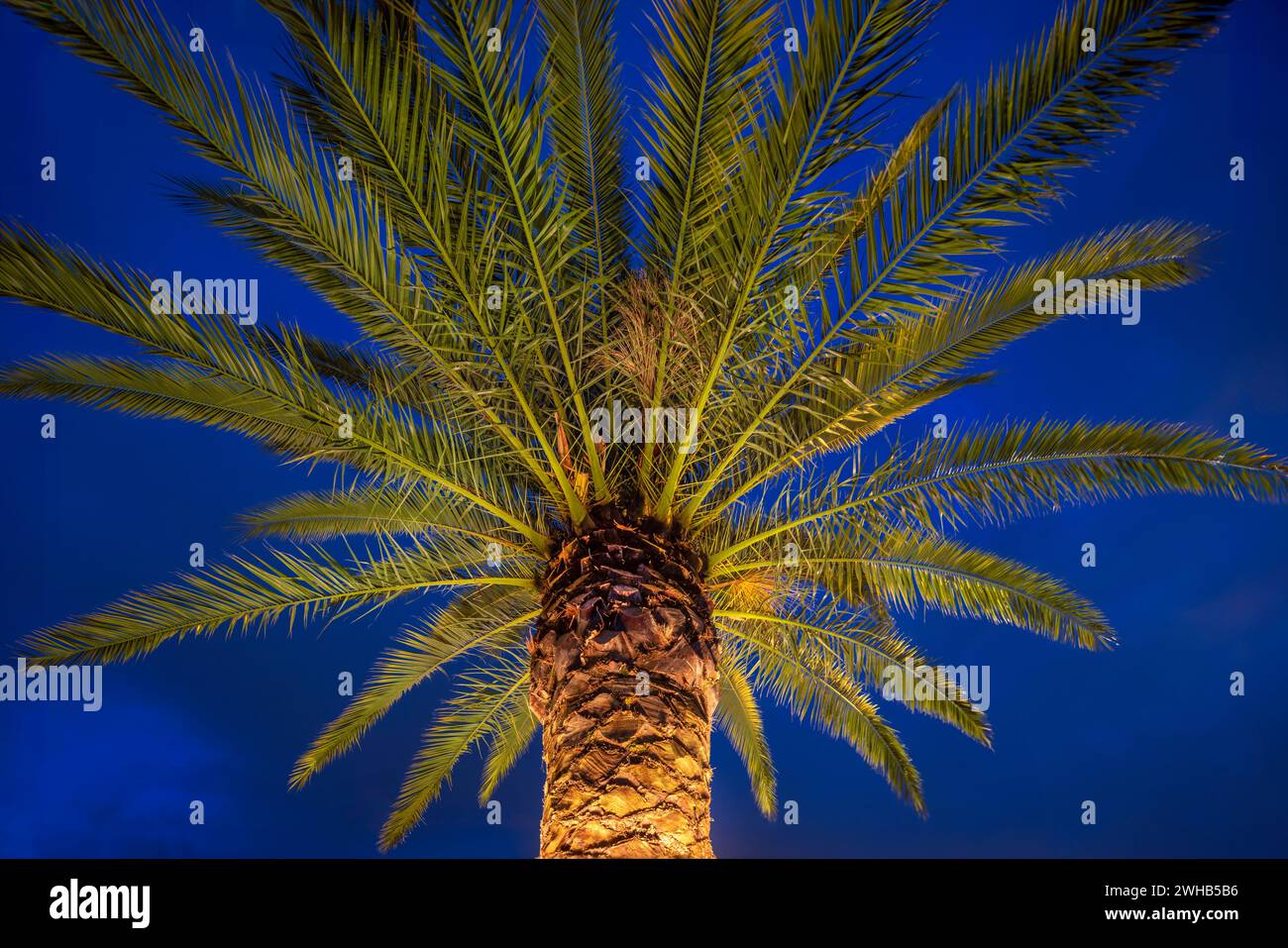 Palma da dattero delle Isole Canarie (Phoenix canariensis) illuminata da un sistema di illuminazione circolare fissato intorno al tronco. Foto Stock