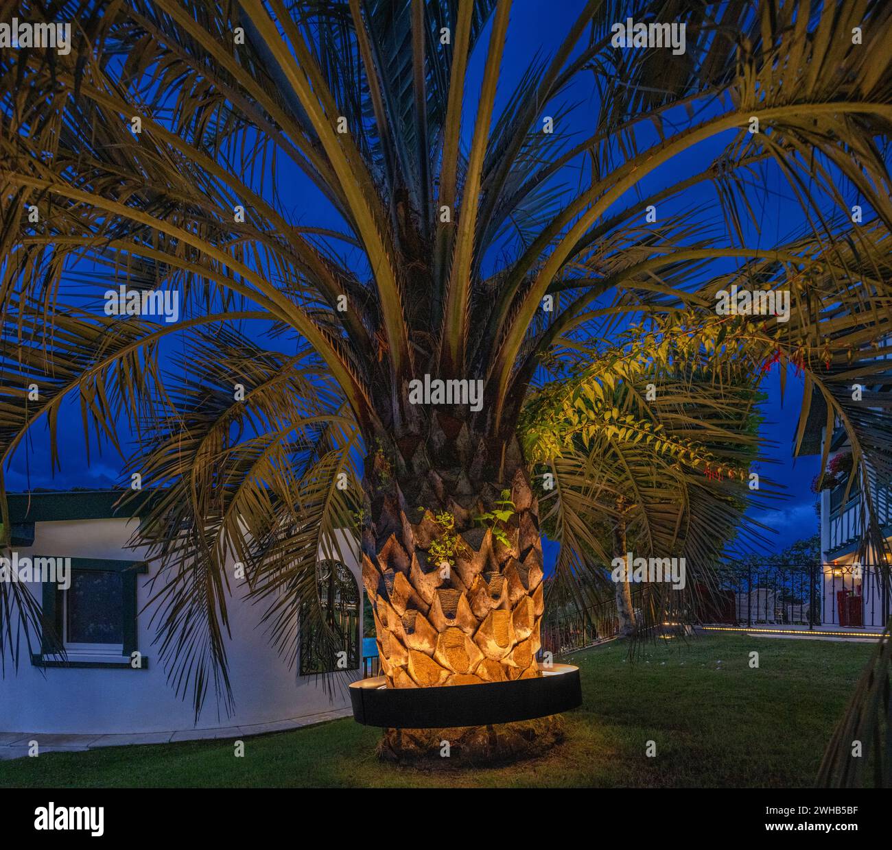 Palma (Butia odorata) illuminata da un sistema di illuminazione circolare fissato intorno al tronco. Foto Stock