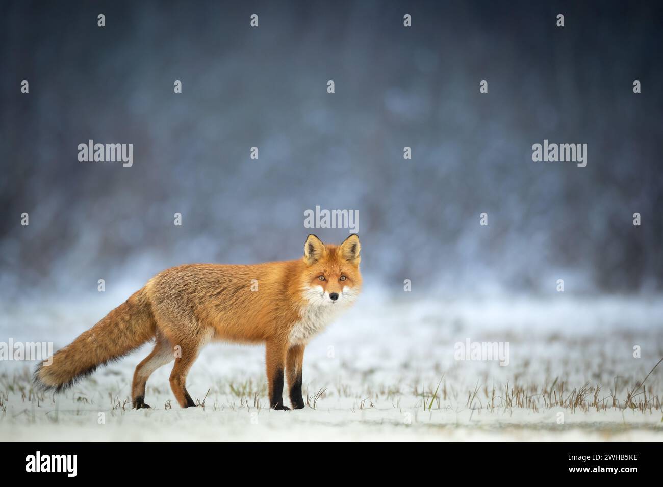Fox Vulpes volteggia nel paesaggio autunnale, Polonia Europa, animali che camminano tra i prati verdi in una luce calda e sorprendente Foto Stock