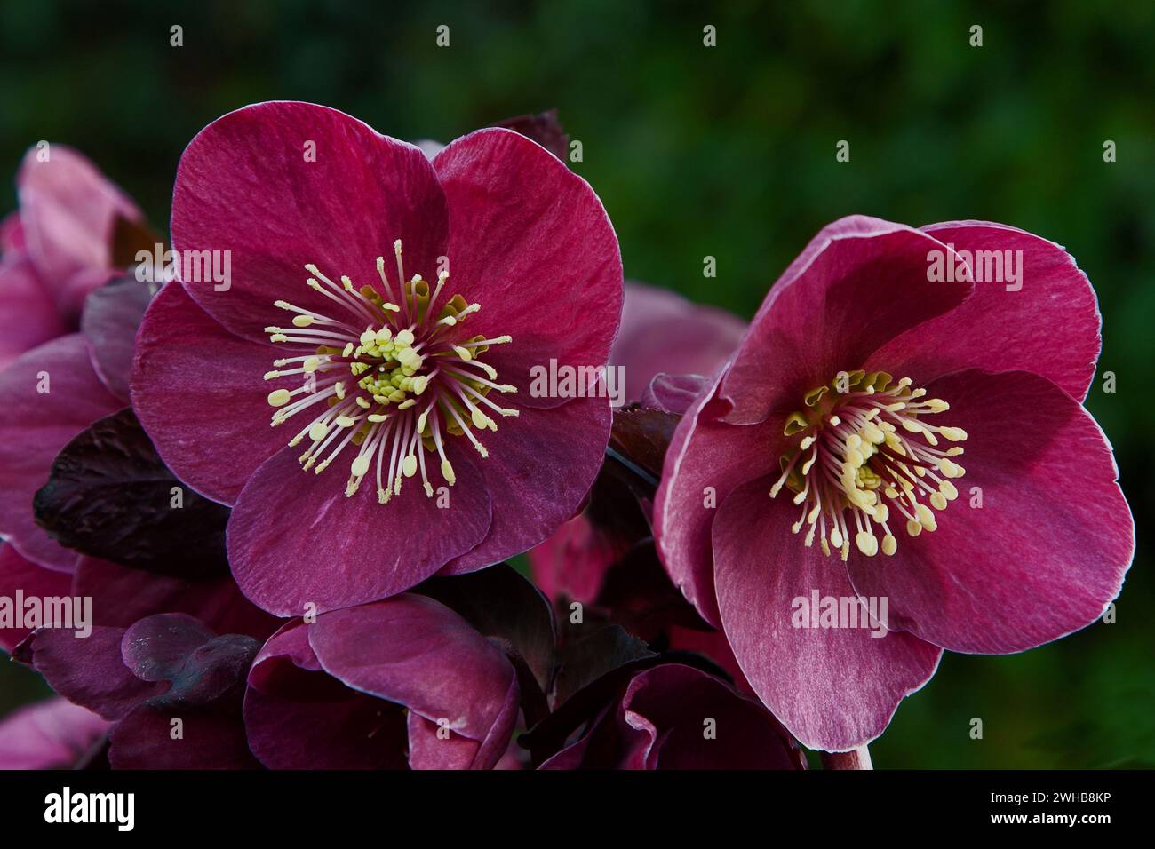 Helleborus HGC Ice N Roses Brunello Foto Stock