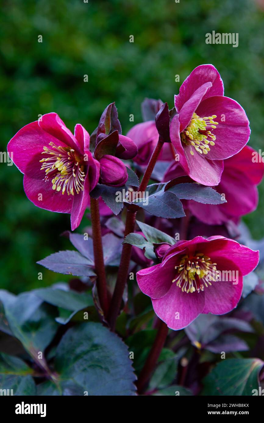 Helleborus HGC Ice N Roses Brunello Foto Stock