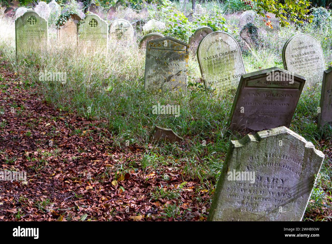 Circondato da erba lunga e foglie marroni autunnali alcune lapidi vittoriane si aprono nel cimitero della città mercato di Suffolk, Framlingham. Foto Stock