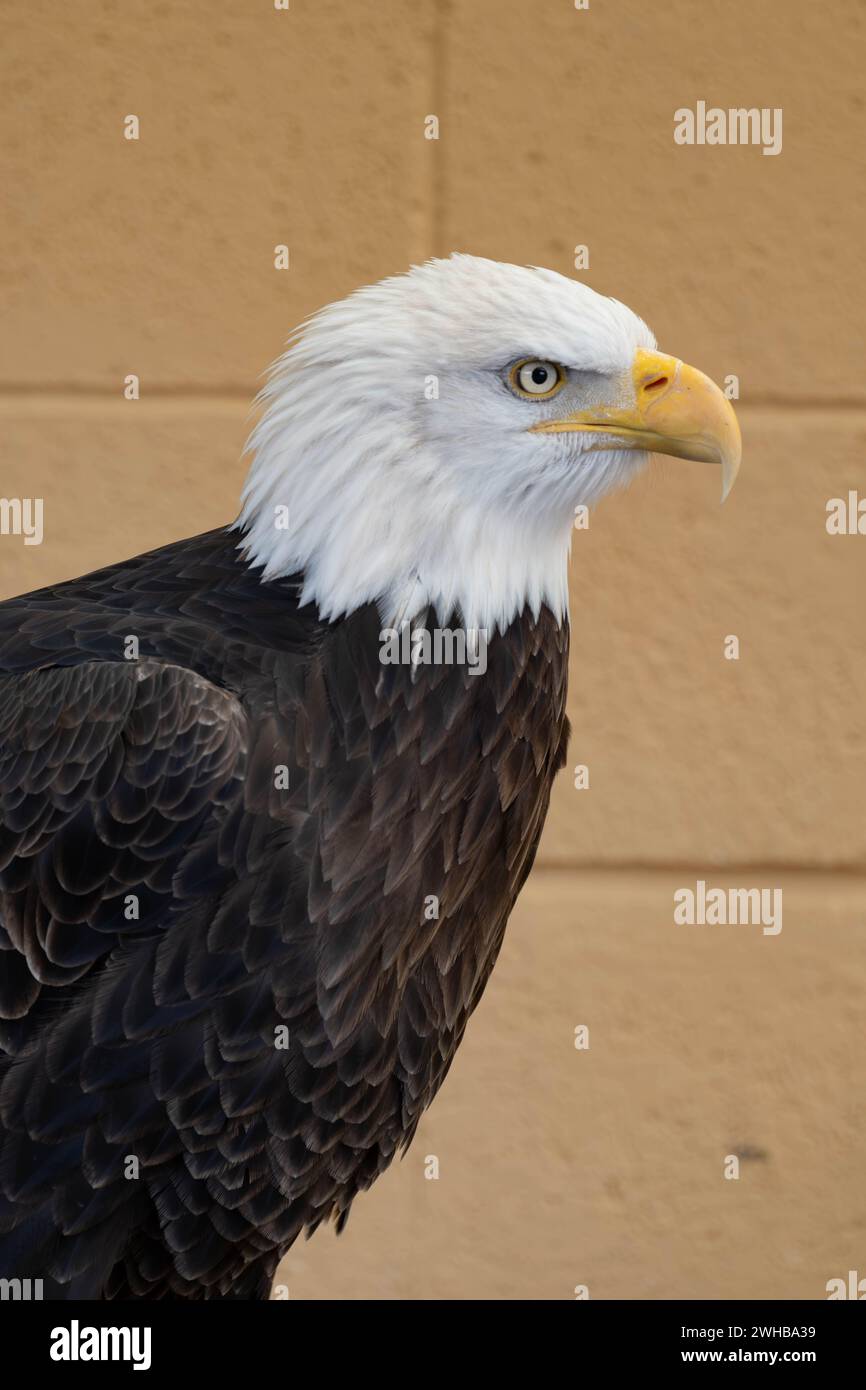 Aquila prigioniera - uccello preda - ritratto ravvicinato Foto Stock