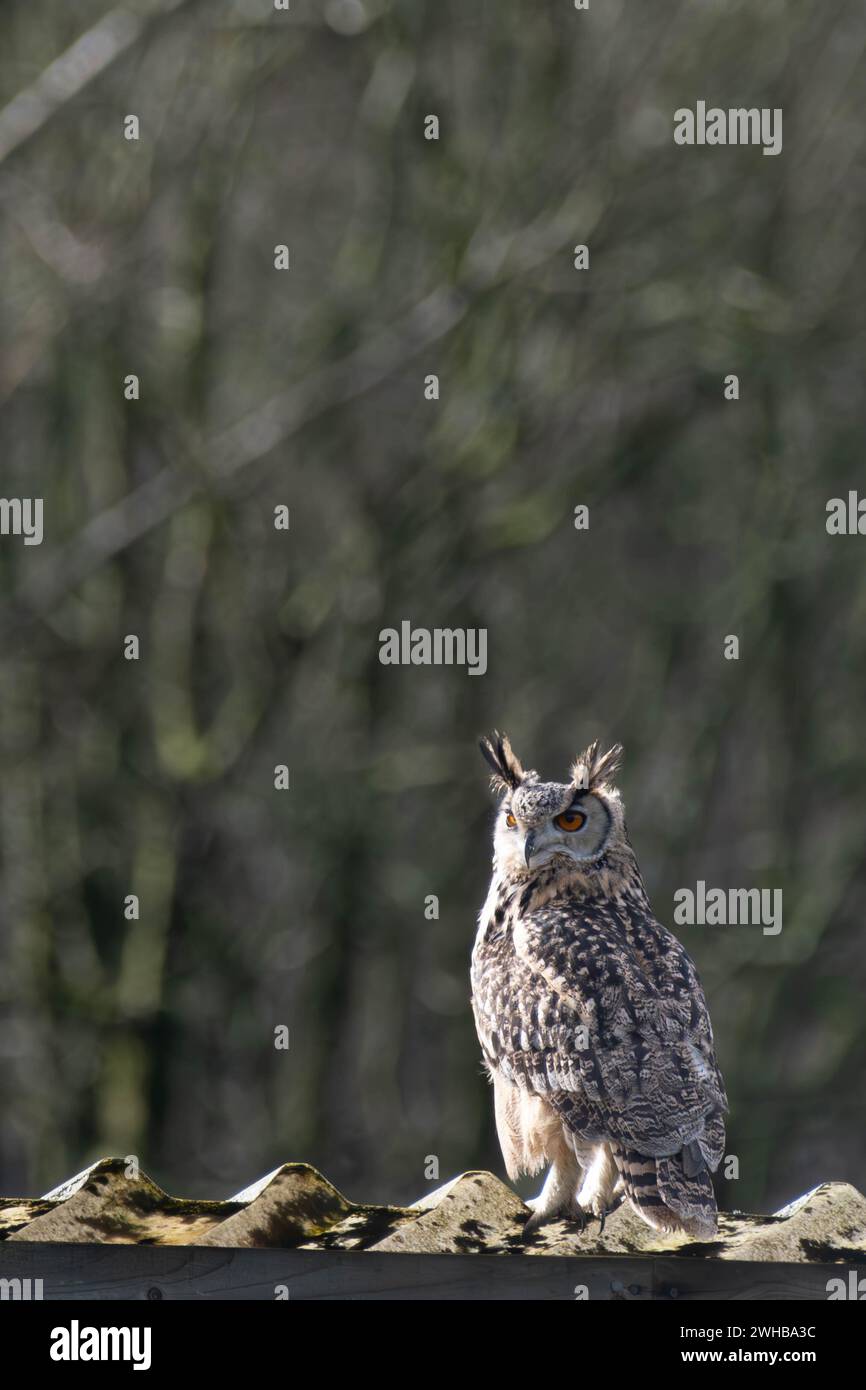 Gufo dell'aquila in mostra di volo - Cumbria Foto Stock