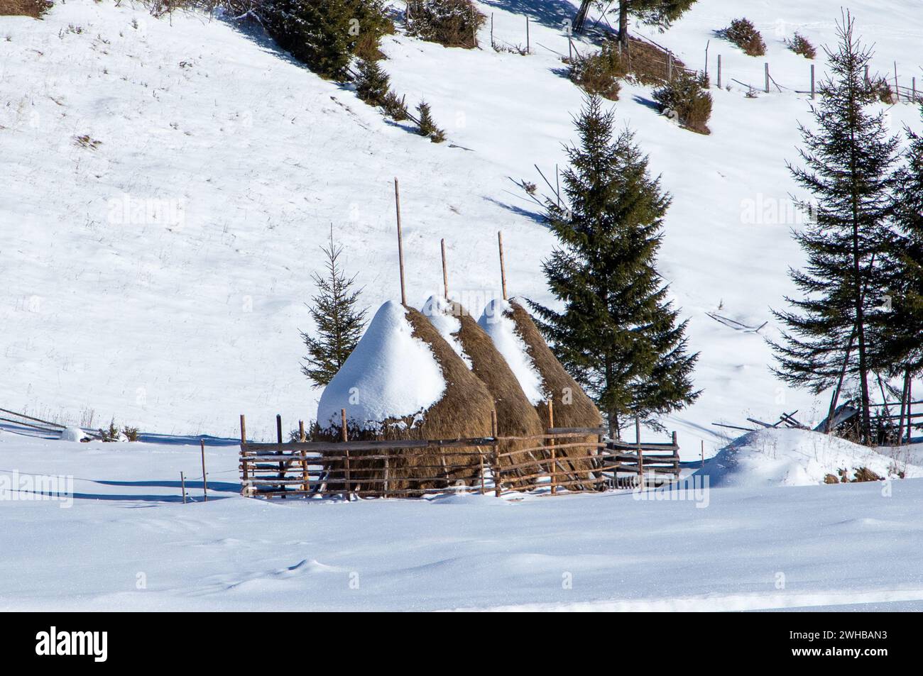 Tre balle di fieno in cima a una collina innevata circondata da abeti Foto Stock