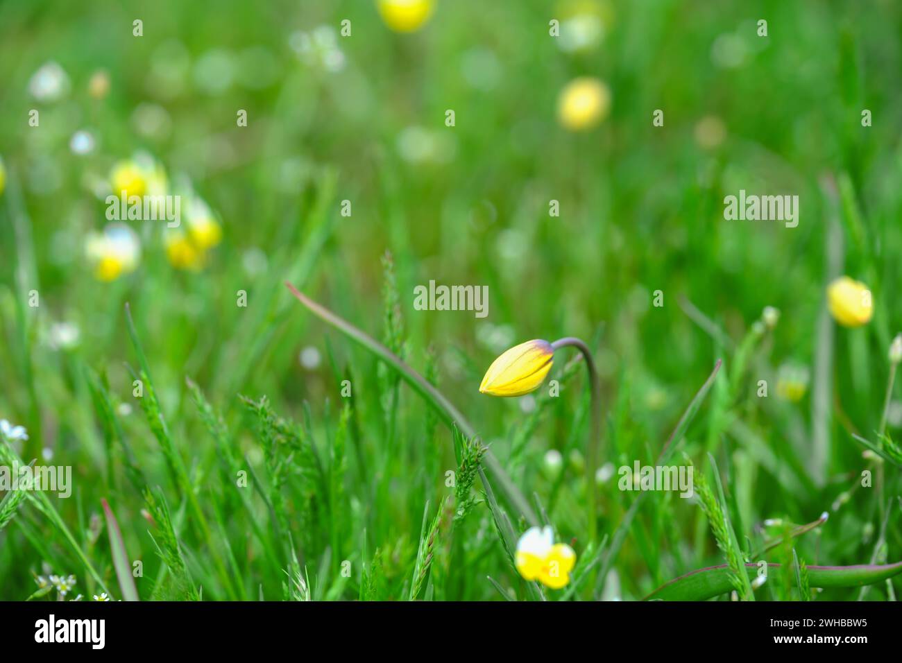 Pronti a fiorire, i primi fiori non aperti di primavera. fiore giallo nell'erba. Fiori selvatici natura primo piano macro. Orizzontale, spazio di copia, toni verdi caldi. Foto Stock