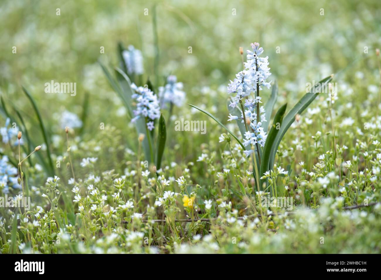 Bellissimi campanelli nella foresta della Scozia, macro con sfondo sfocato. scarica immagine Foto Stock