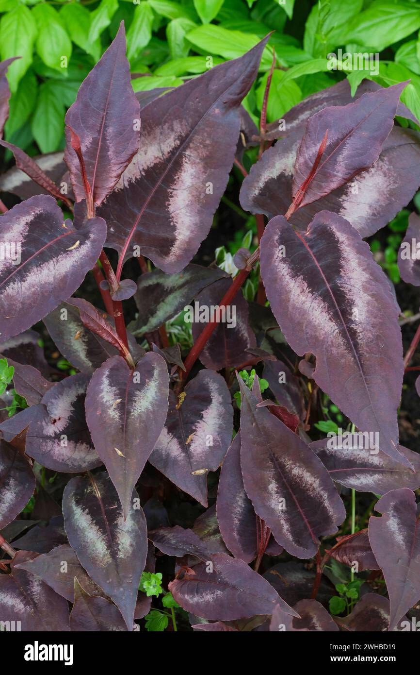 Persicaria microcephala Red Dragon, Red Dragon annodato, a forma di lancia, verde viola, zona viola centrale, bordo in argento chevron Foto Stock