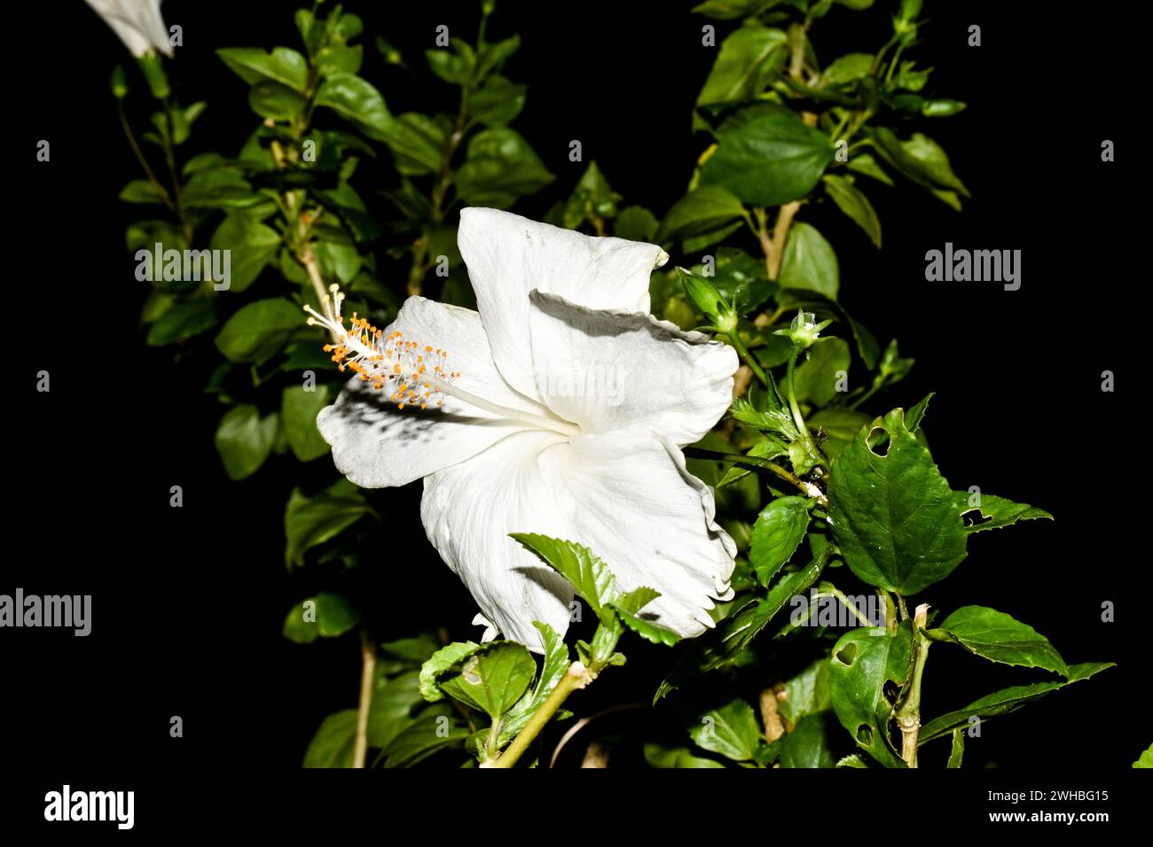 Foto di Hibiscus rosa-sinensis Flower Foto Stock