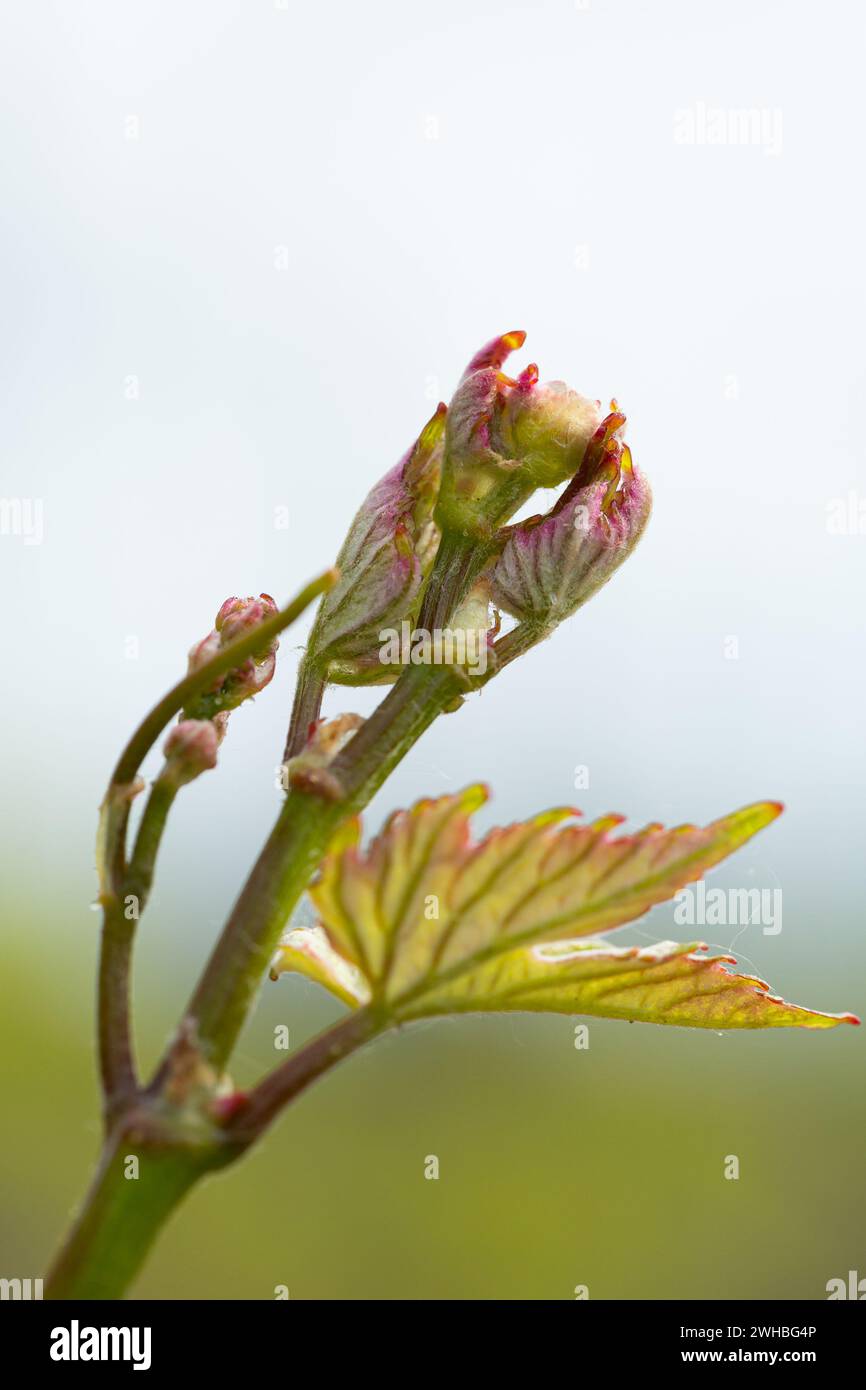 Bud Break sulle vigne. La fioritura inizia nel vigneto. Hambledon Vineyard, Hambledon, Hampshire, Inghilterra. Foto Stock