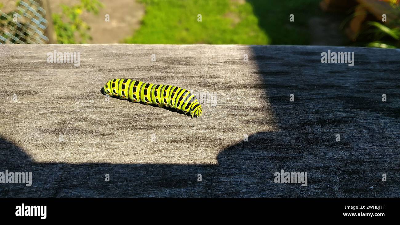 Un bruco dai colori vivaci scorre all'ombra su una tavola di legno Foto Stock