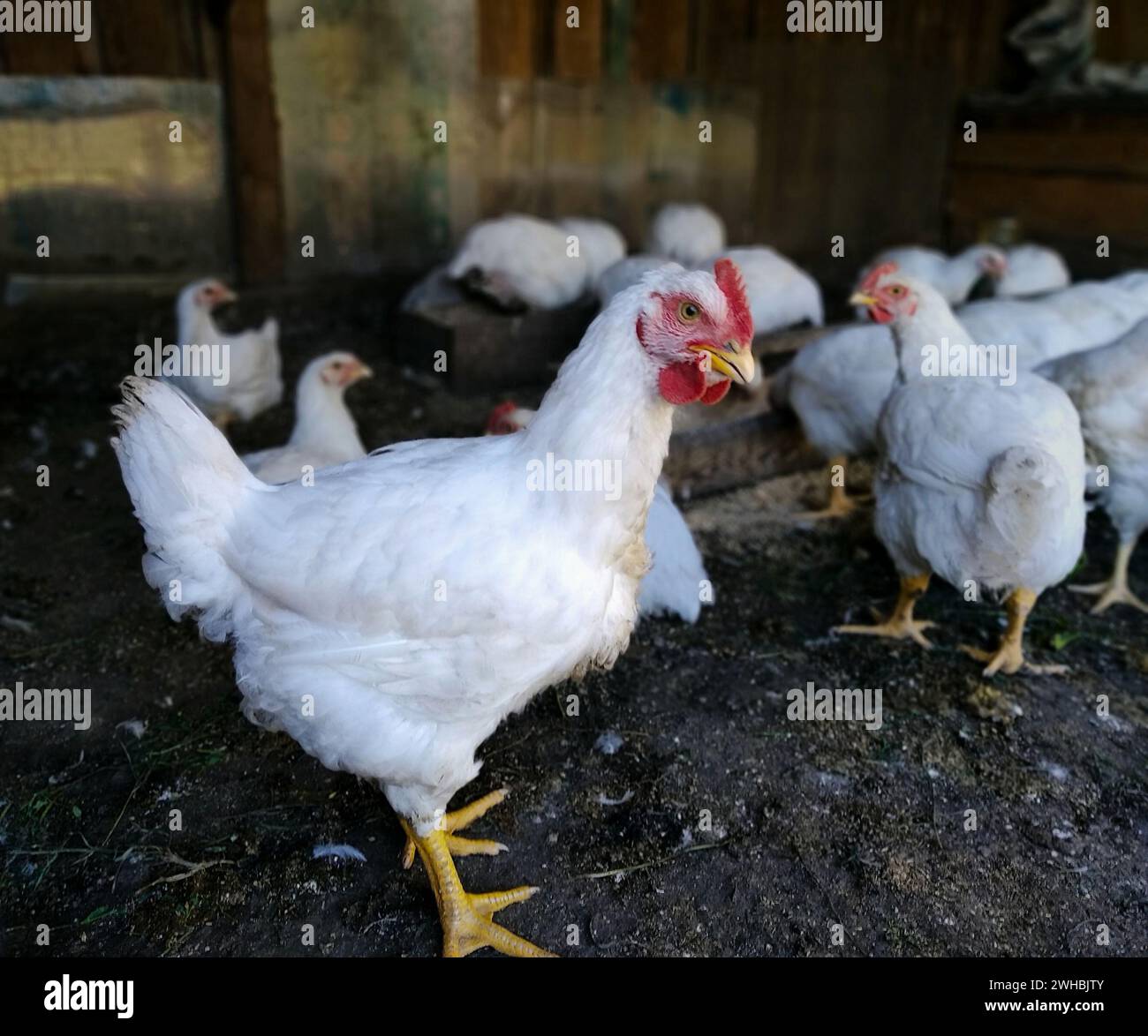 Un pollo da carne si trova in un'azienda agricola in un fienile, tra gli altri polli Foto Stock