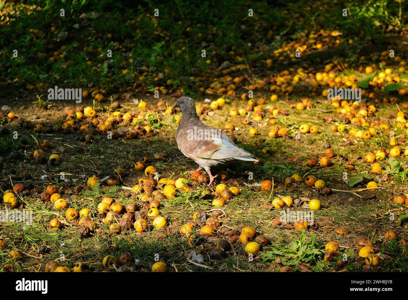 Un piccione cammina per terra tra le mele gialle cadute e marcire Foto Stock