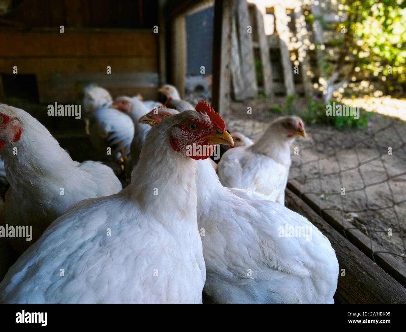 Pollo da carne con un primo piano di capesante rosso sullo sfondo di altri polli Foto Stock