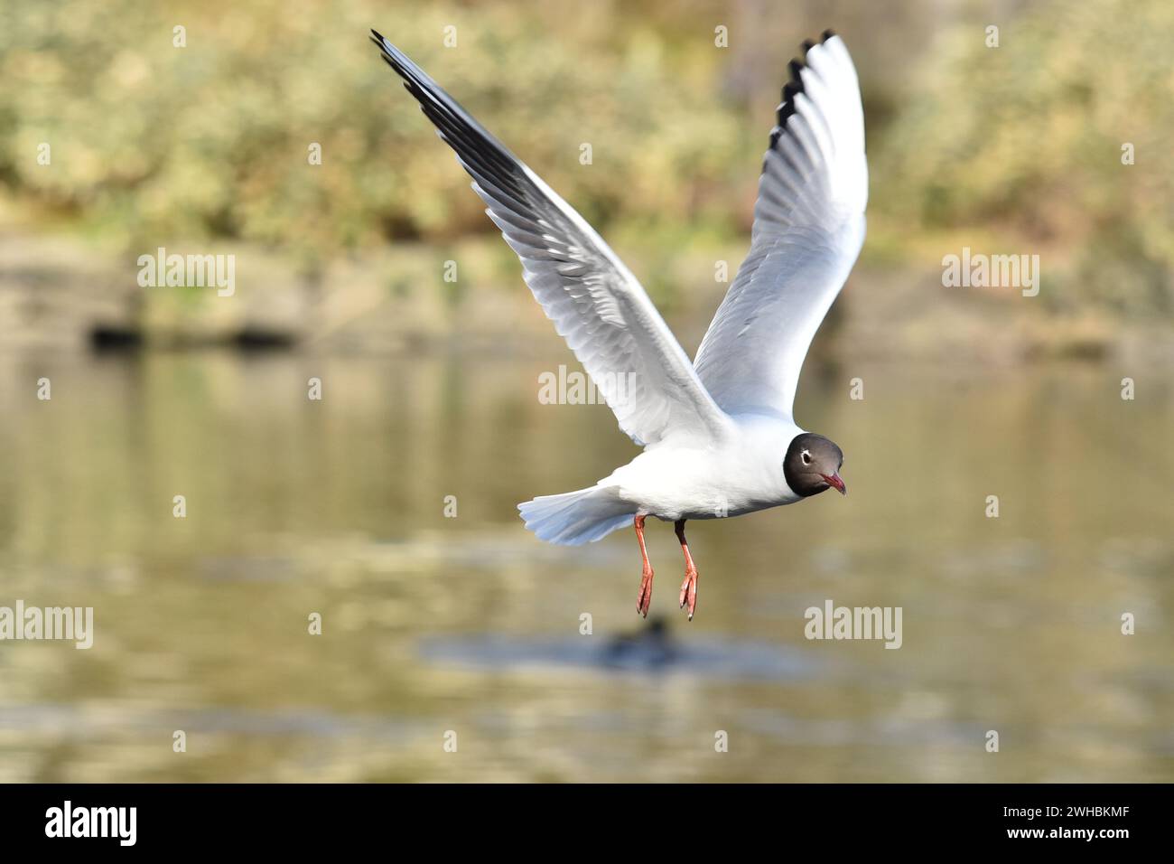 Un gabbiano dalla testa nera che decolla Foto Stock