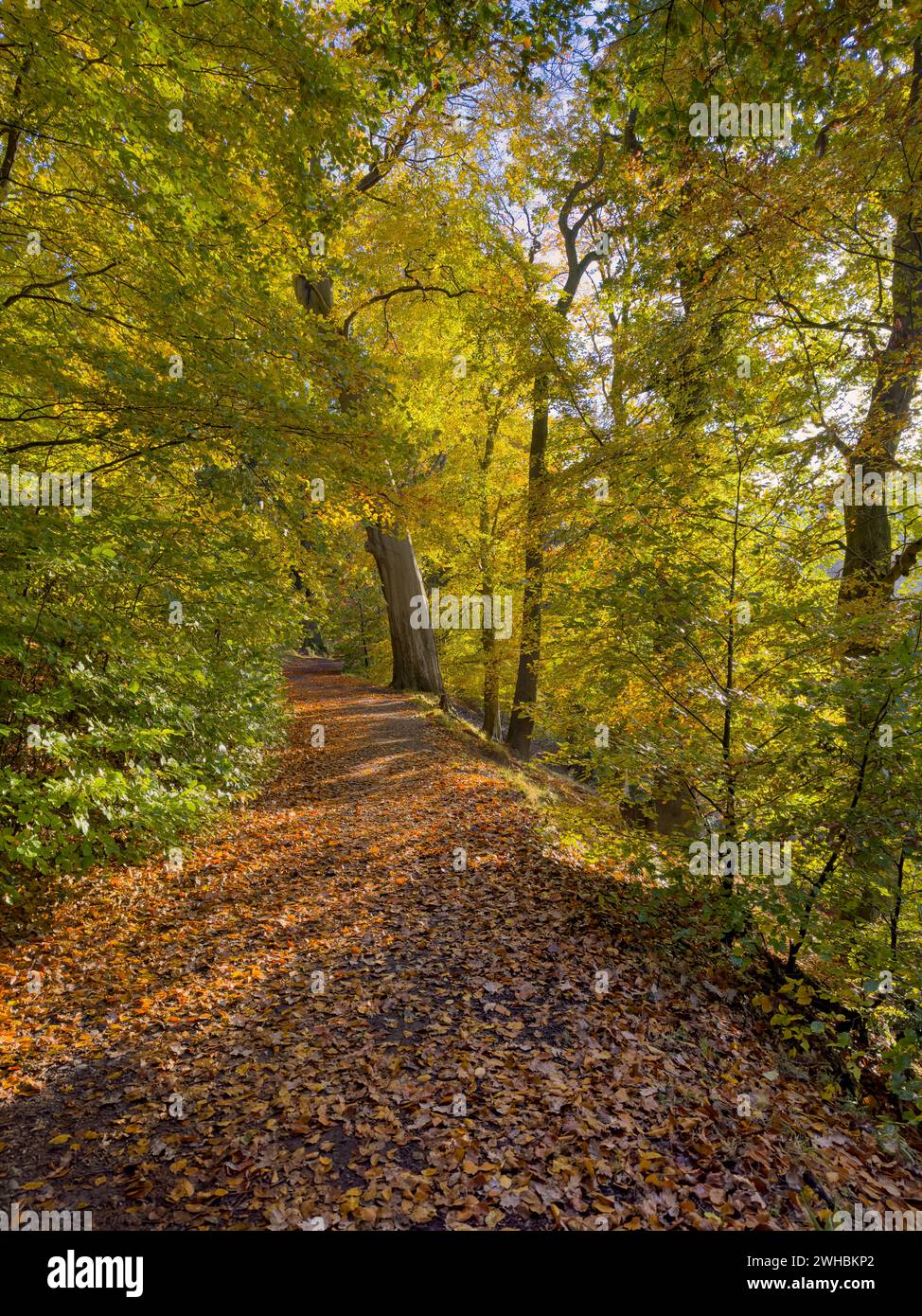 Autunno a Barnett Demesne, Malone House, Lagan Valley Regional Park Belfast, Irlanda del Nord Foto Stock