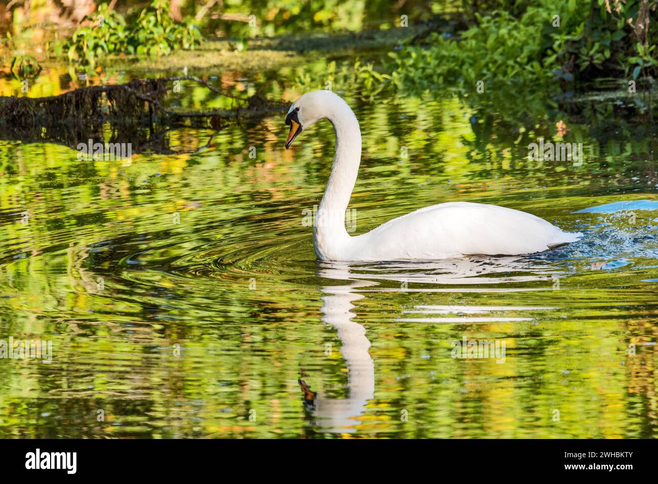 Un cigno che nuota graziosamente Foto Stock