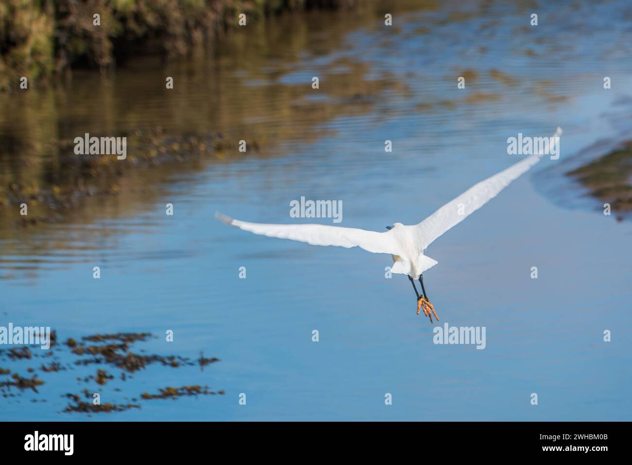 Un'egret in volo Foto Stock