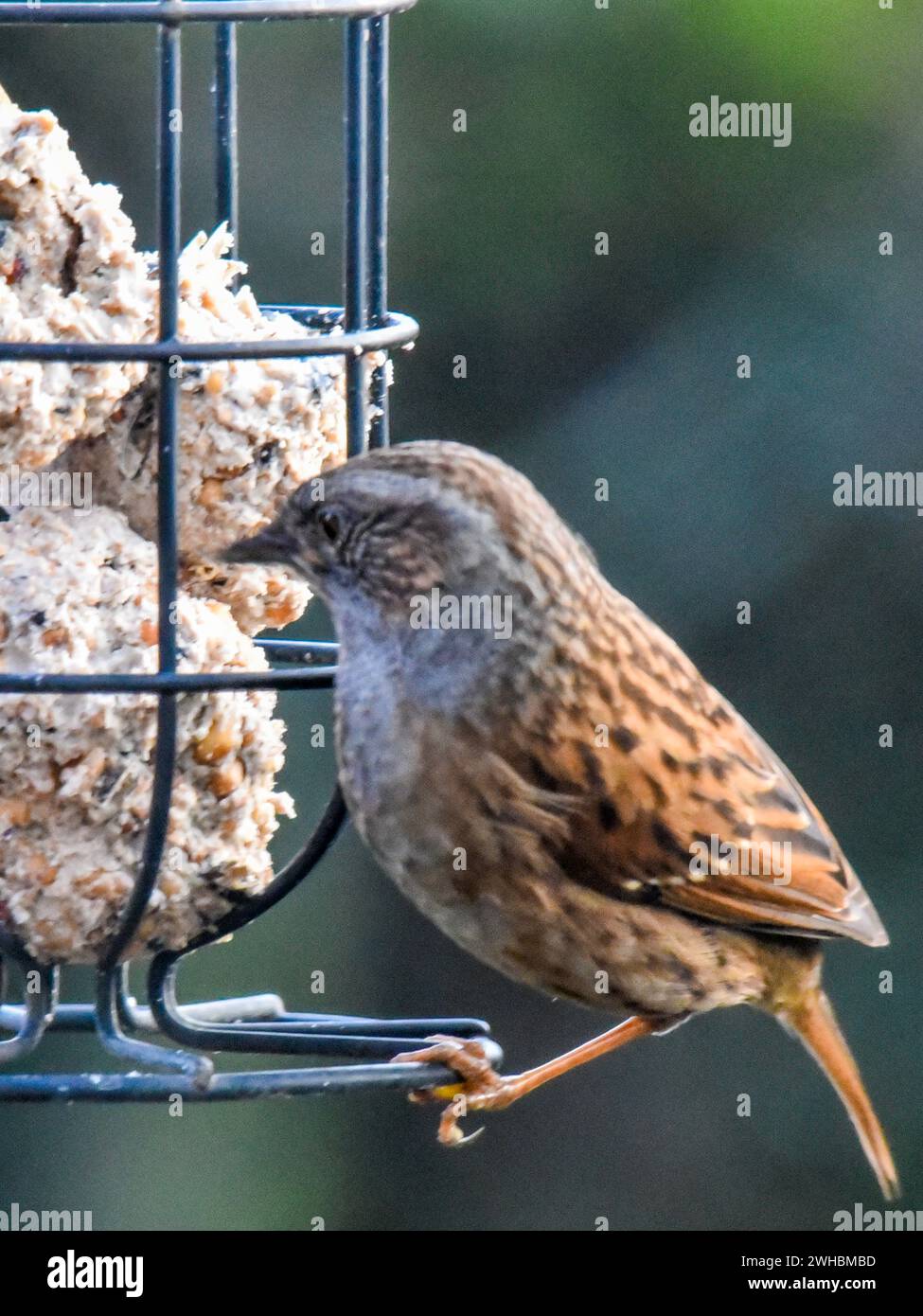 Un Bunting comune Foto Stock