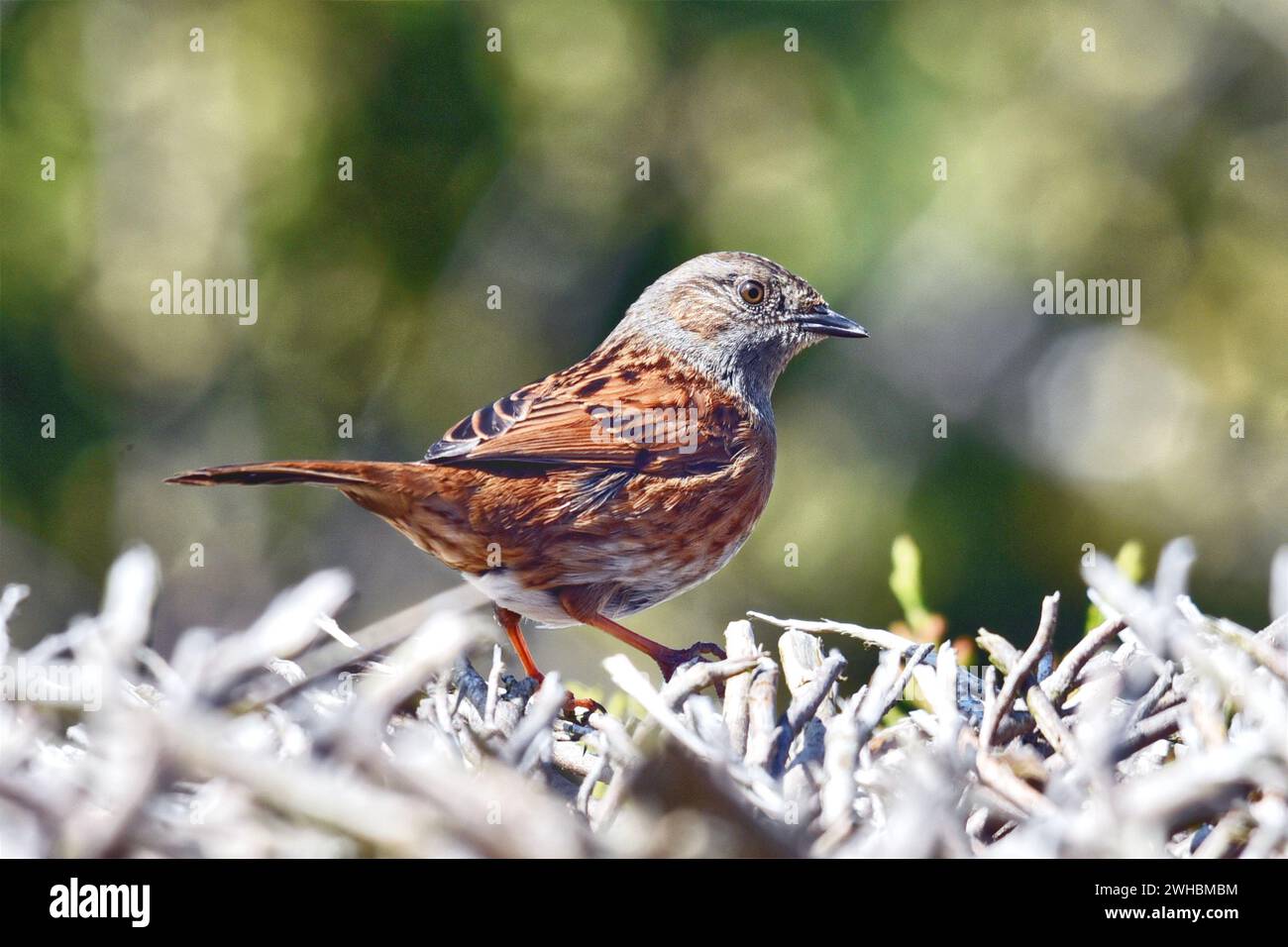 Un Bunting comune Foto Stock