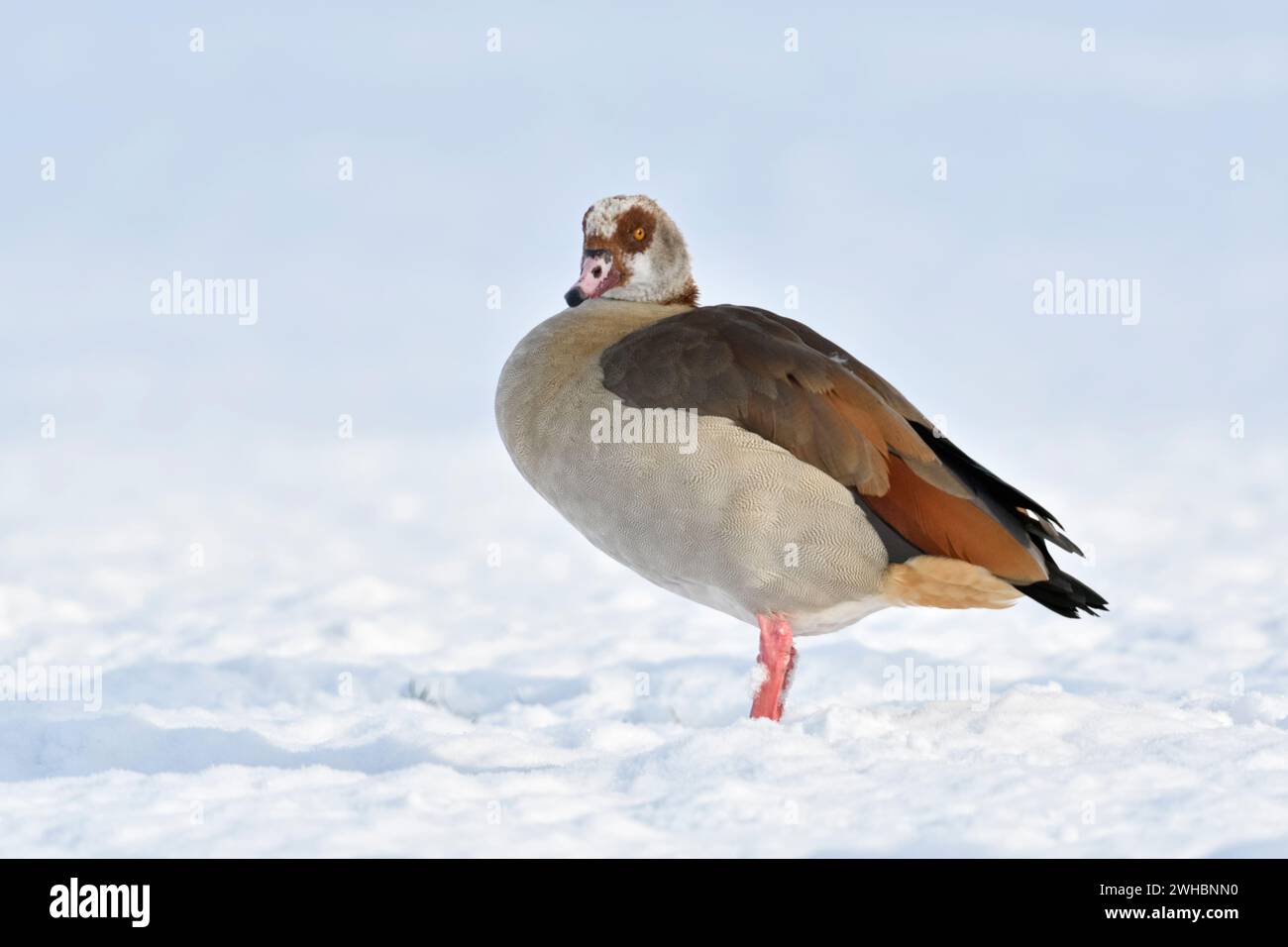 Oca egiziana (Alopochen aegyptiacus) un singolo uccello in inverno, in piedi su terreni agricoli ricoperti di neve fresca caduta, osservazione, fauna selvatica, Europa. Foto Stock