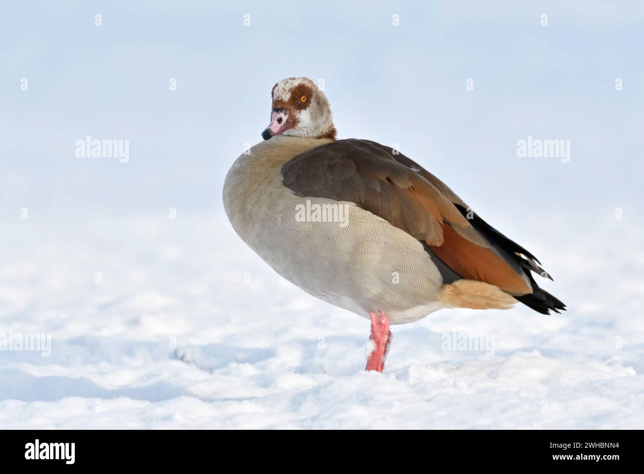 Oca egiziana (Alopochen aegyptiacus) un singolo uccello in inverno, in piedi su terreni agricoli ricoperti di neve fresca caduta, osservazione, fauna selvatica, Europa. Foto Stock