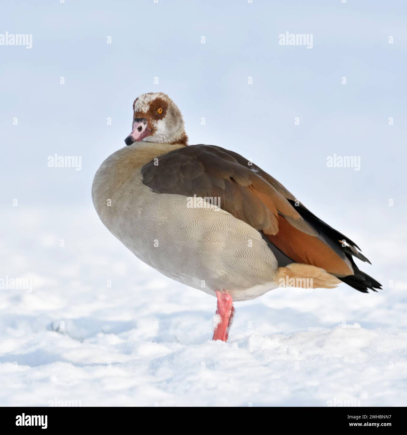 Oca egiziana (Alopochen aegyptiacus) un singolo uccello in inverno, in piedi su terreni agricoli ricoperti di neve fresca caduta, osservazione, fauna selvatica, Europa. Foto Stock