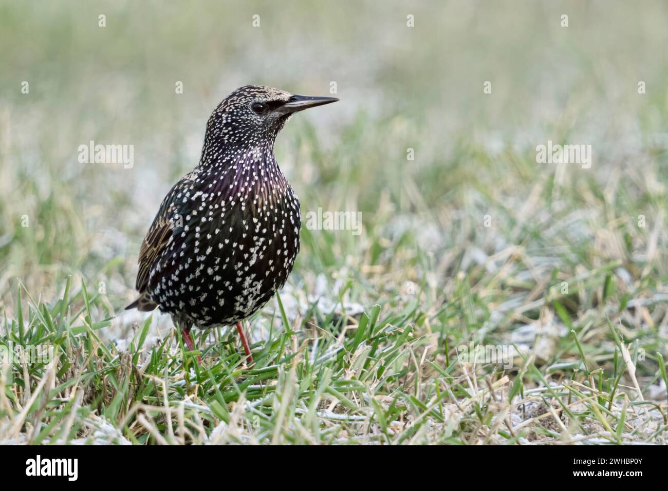 Comuni / Starling stelle ( Sturnus vulgaris ) in inverno, seduta / in piedi in un prato di erba smerigliato, guardando attentamente, fauna selvatica, l'Europa. Foto Stock