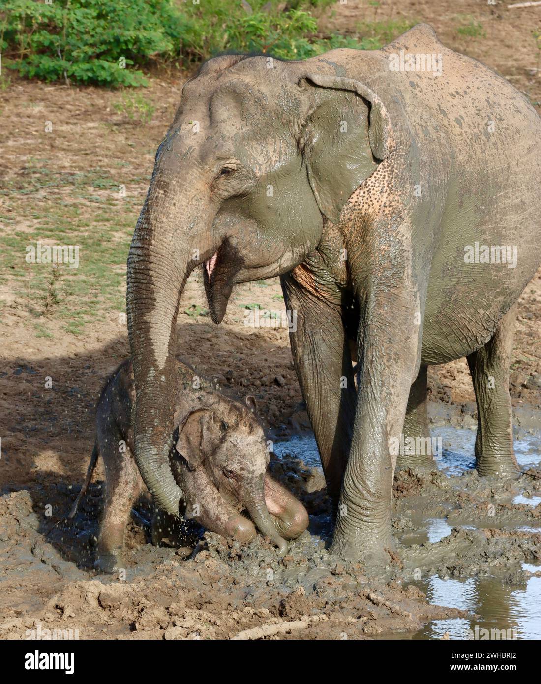 elefanti che ingannano Foto Stock