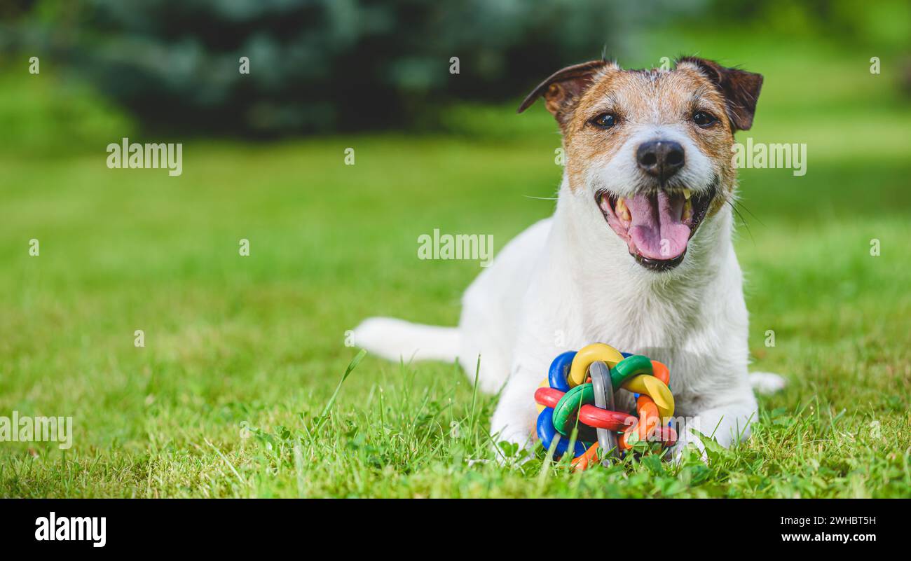 Felice cane sorridente disteso sull'erba con colorata palla giocattolo per animali Foto Stock