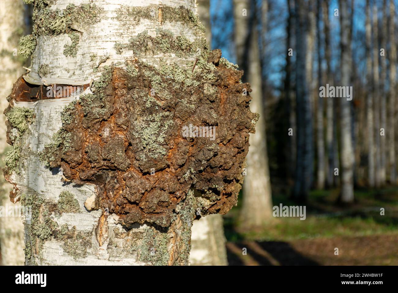 Il bolo nero (Inonotus obliquus, meglio noto come chaga o bolo di betulla nera) è un fungo parassitario non commestibile del genere bolo, appartiene al med Foto Stock