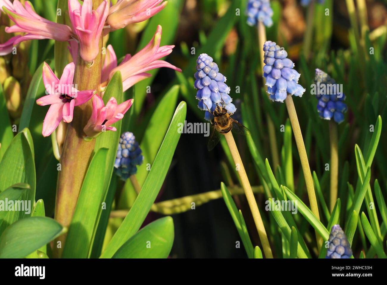 Ape su un Giacinto d'uva blu. Foto Stock