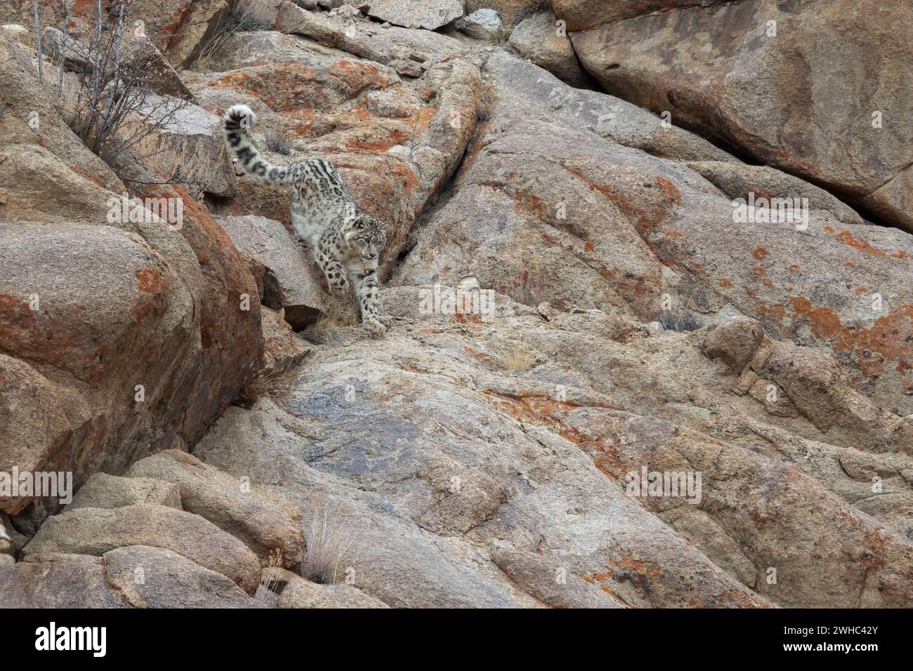Leopardo delle nevi (Panthera uncia) in natura nel Ladakh India durante l'inverno. Foto Stock