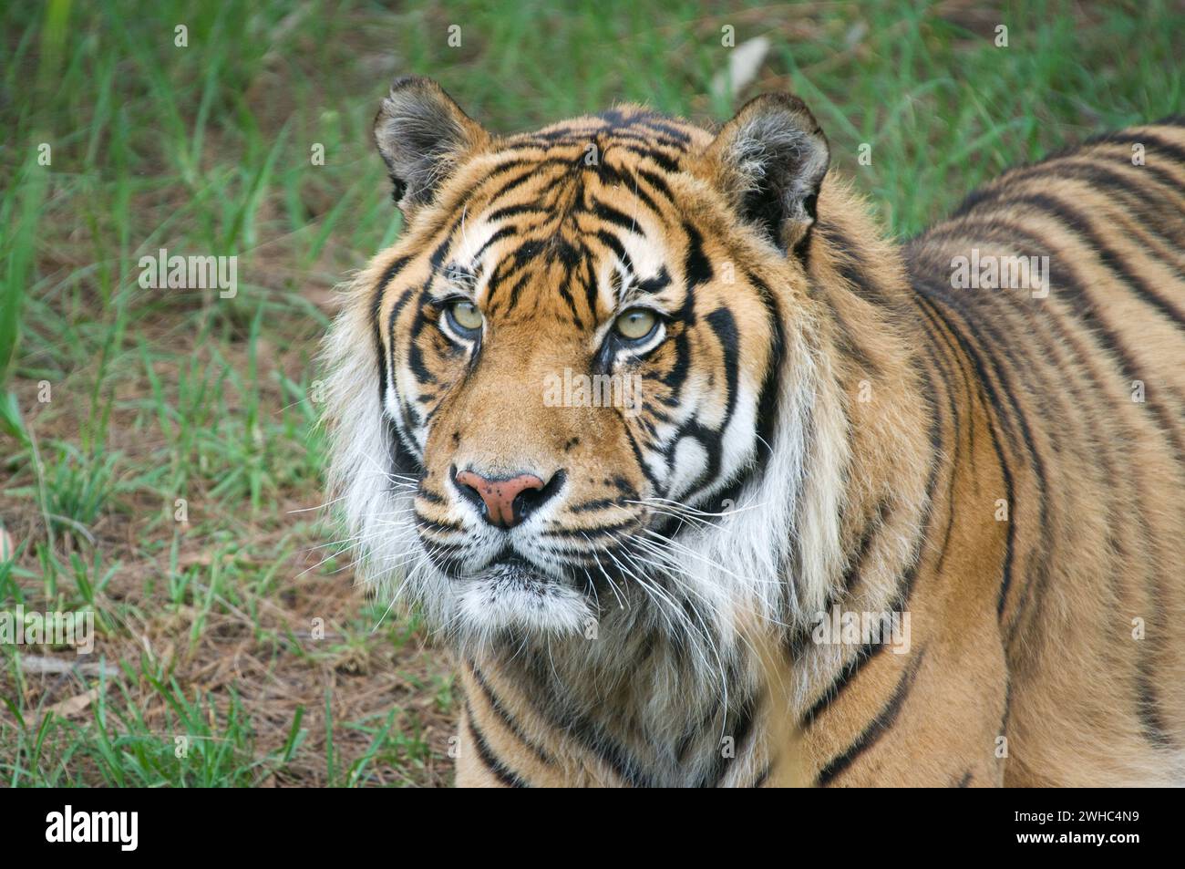 Tigre di Sumatra Foto Stock