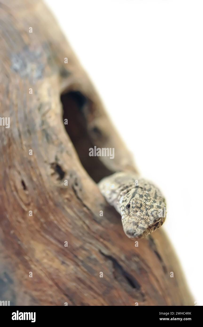 Goanna dalla coda a strisce (Varanus gilleni), Baumwaran, Australia, Australien Foto Stock
