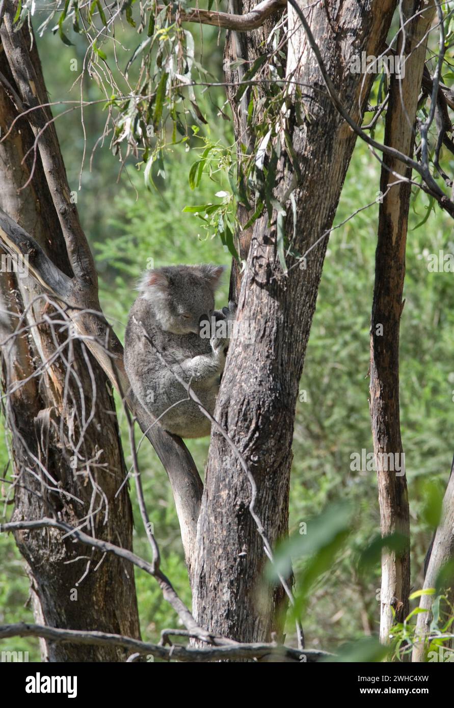 Koala nell'albero Foto Stock