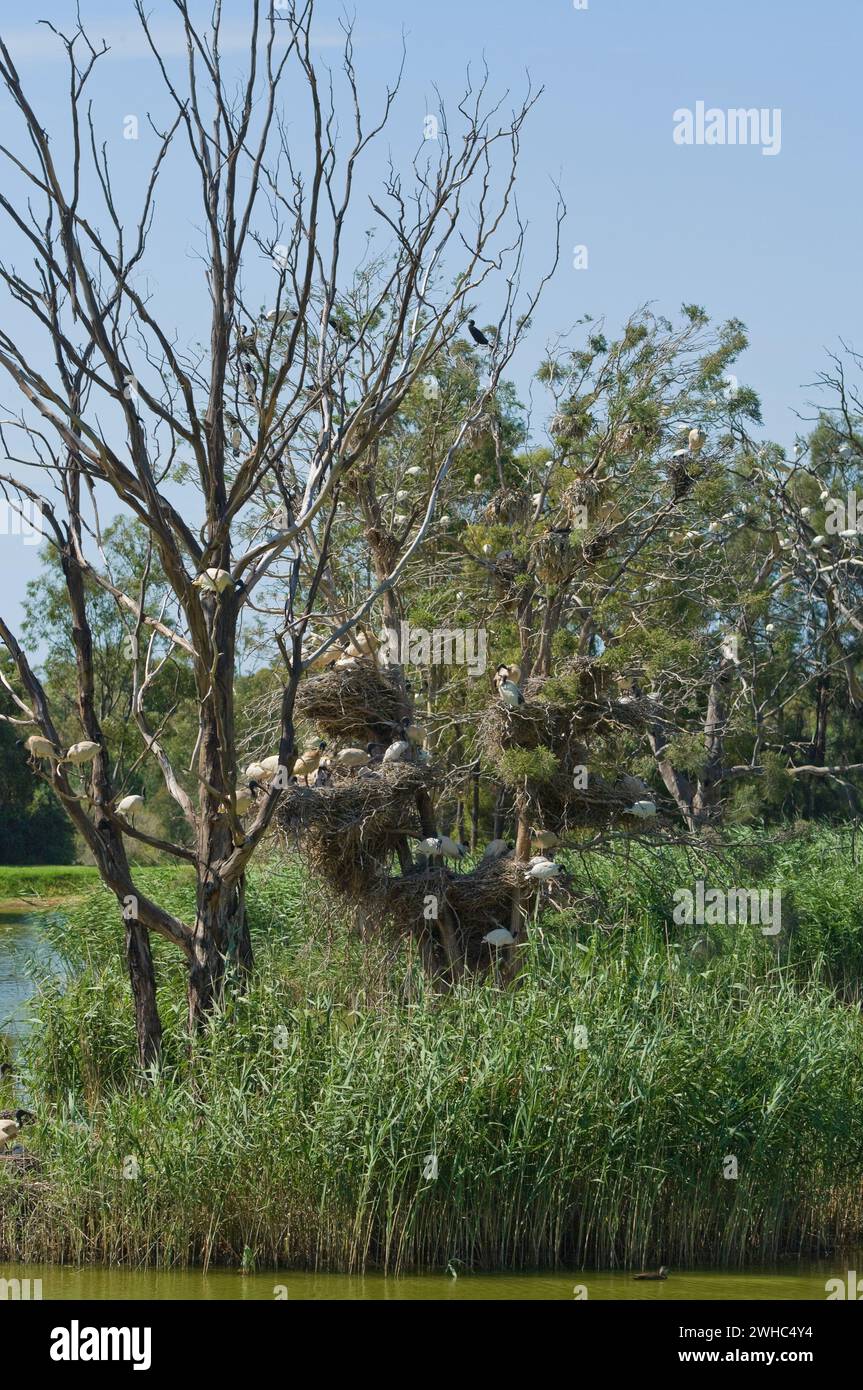 Ibis nidifica nell'albero Foto Stock