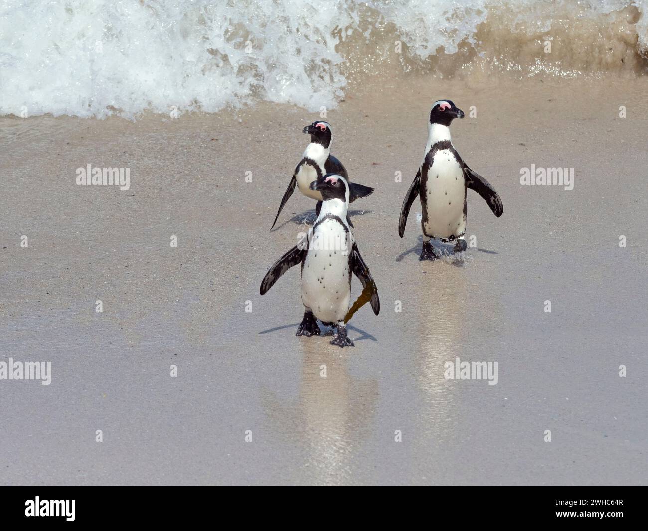 Pinguino africano Spheniscus demersus noto anche come pinguino Capo o pinguino sudafricano Foto Stock