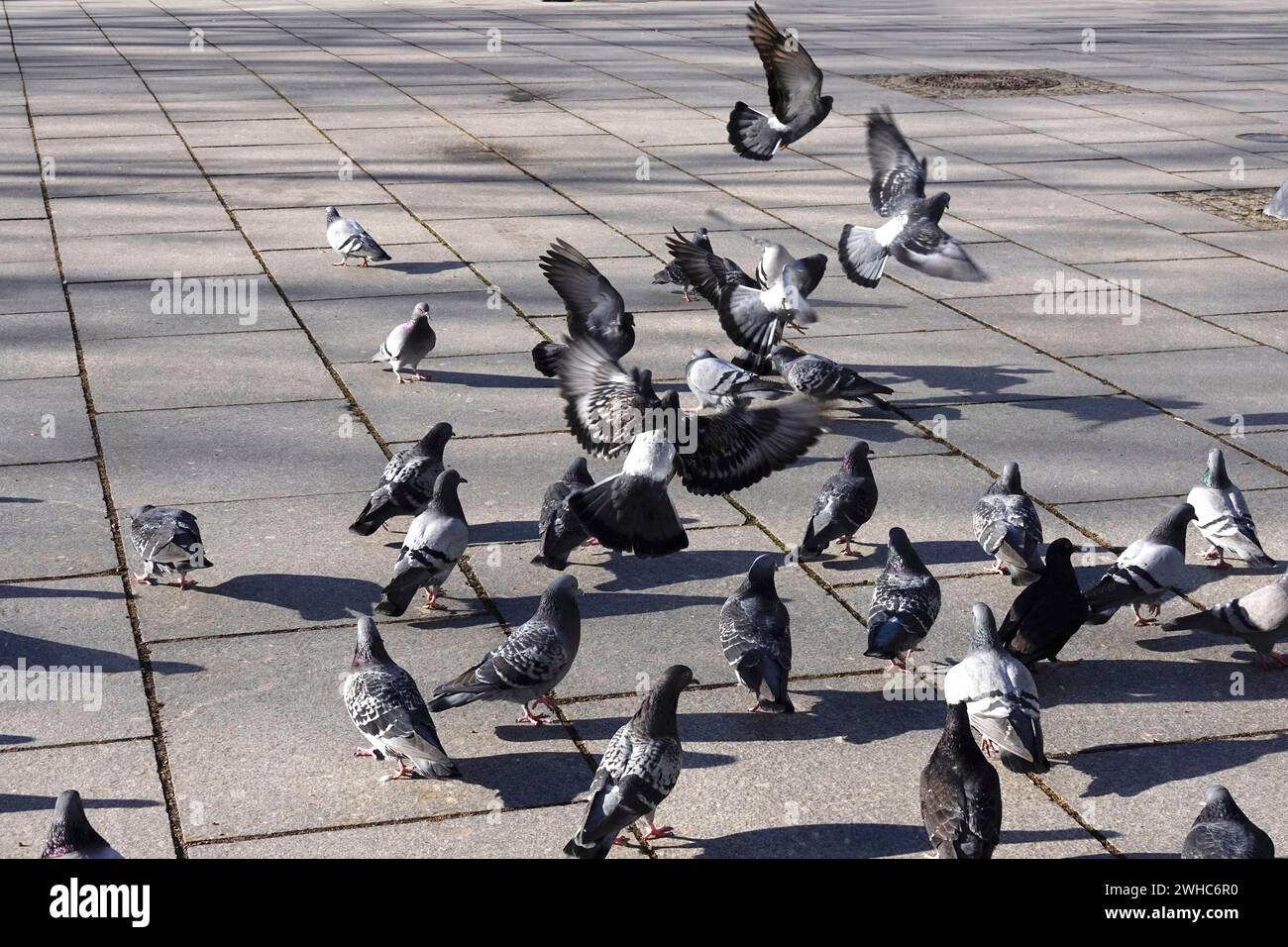 Piccioni di città con ombra, inverno, Sassonia, Germania Foto Stock