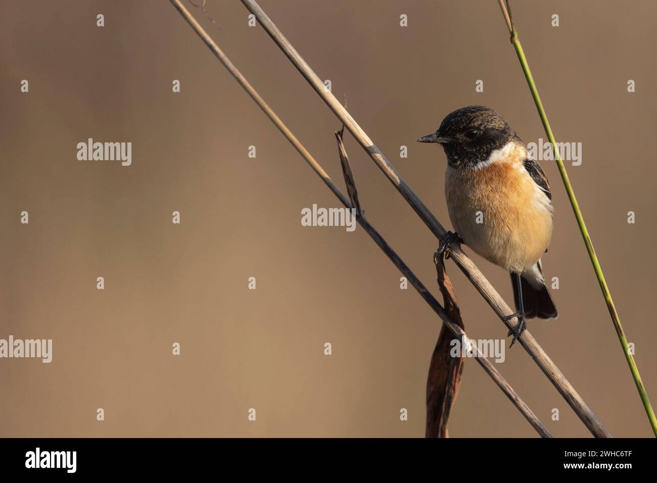 Comune Stonechat, femmina, Saxicola torquatus, maschio, Madhya Pradesh, India Foto Stock