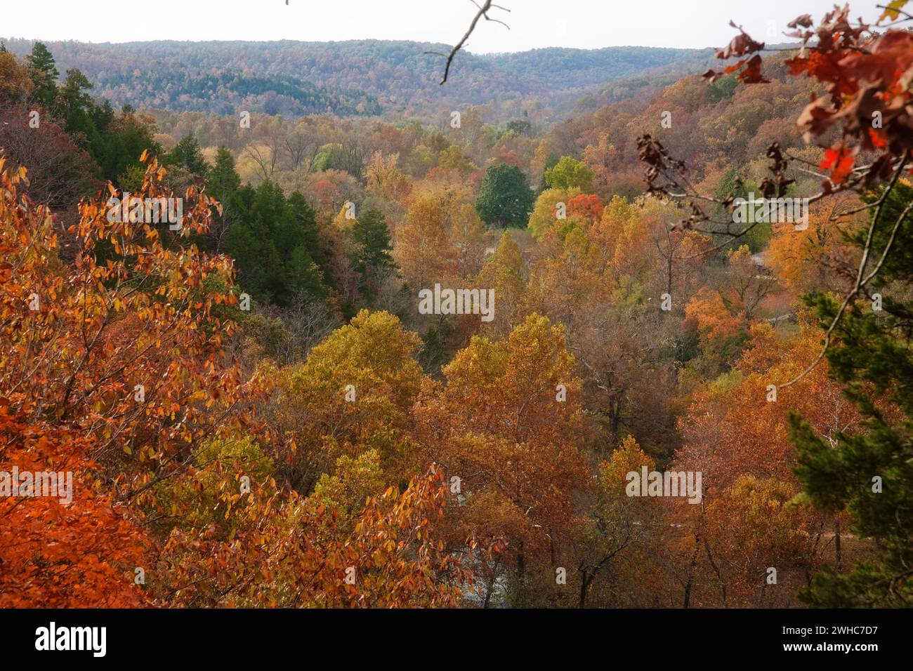 Foresta di Ozarks in autunno Foto Stock