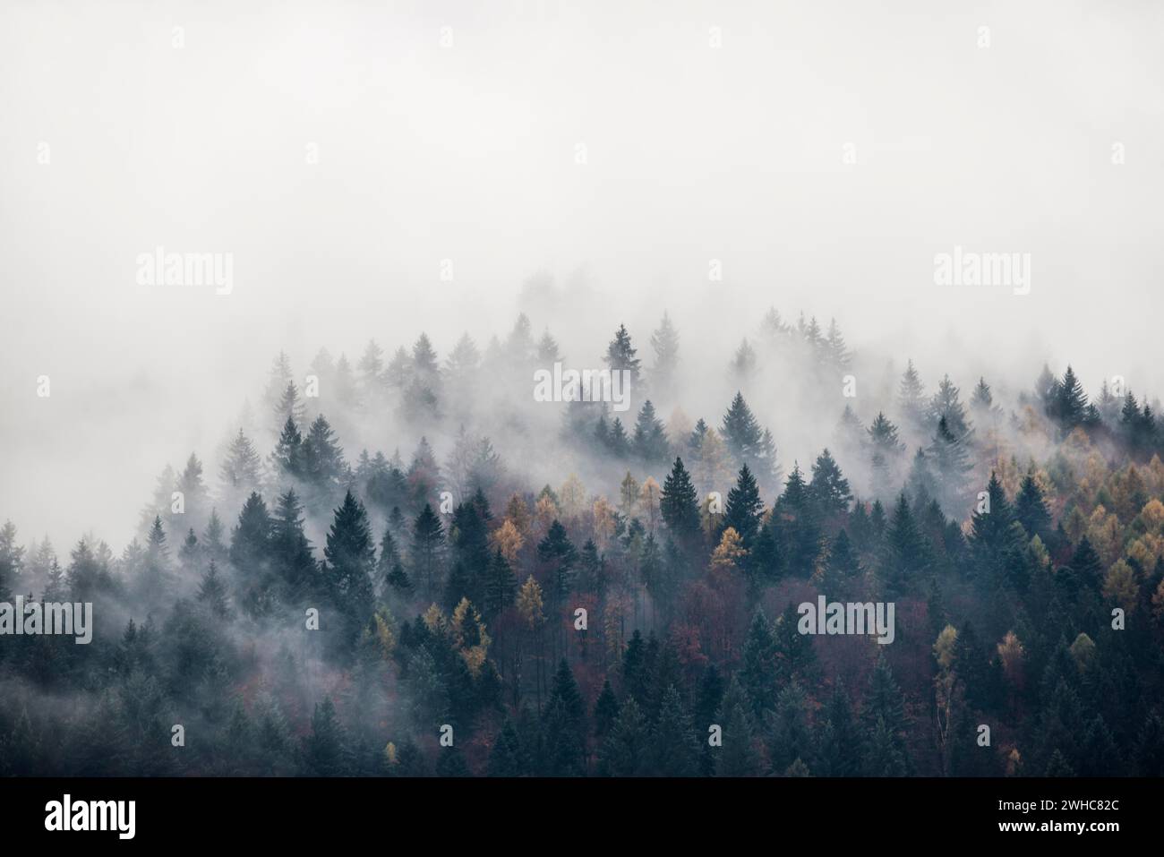 Foresta autunnale con nebbia e nuvole, Friburgo in Brisgovia, Foresta Nera, Baden-Wuerttemberg, Germania Foto Stock